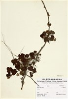 藏品(高山懸鉤子)的圖片